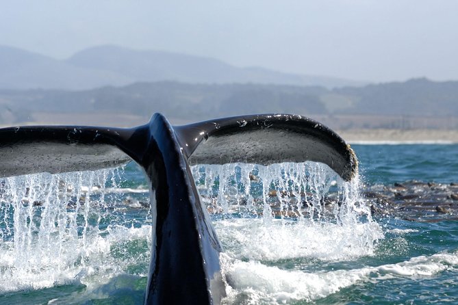 San Diego Whale Watching Cruise - Common questions