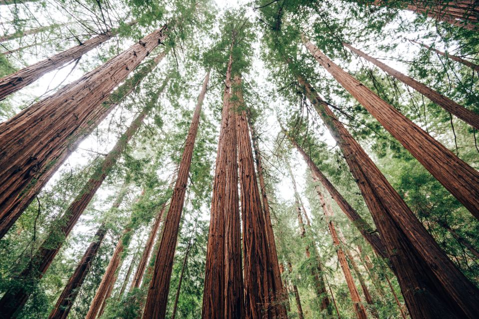 San Francisco: Private Muir Woods, Sausalito Half-Day Trip - Photo Opportunities