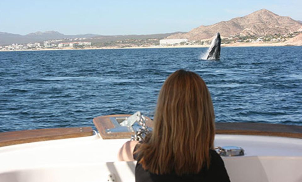 San Jose Del Cabo Private Whale Watching - Common questions