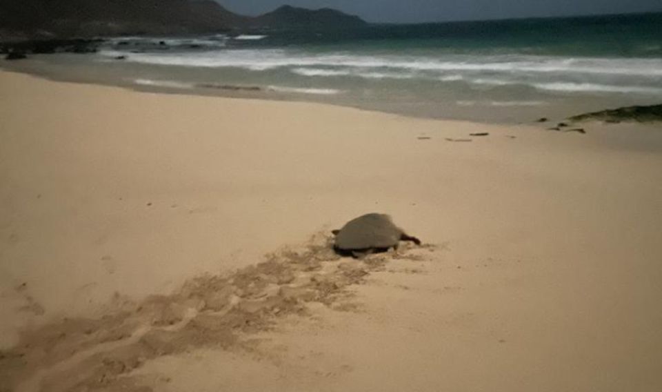 Santa Maria, Sal Island: Sea Turtle Watching Experience - Main Stop Highlights