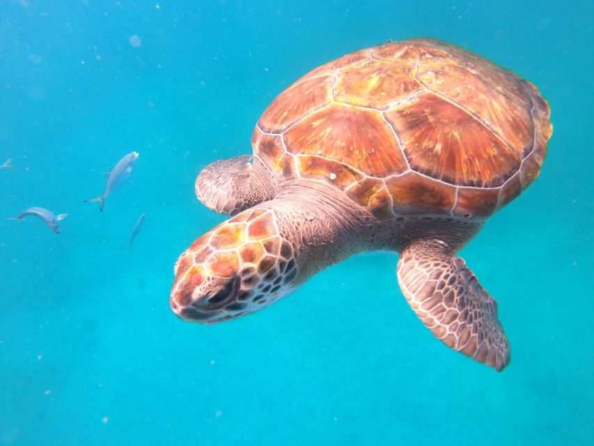 São Vicente: Snorkeling With Turtles Breathtaking Experience - Directions