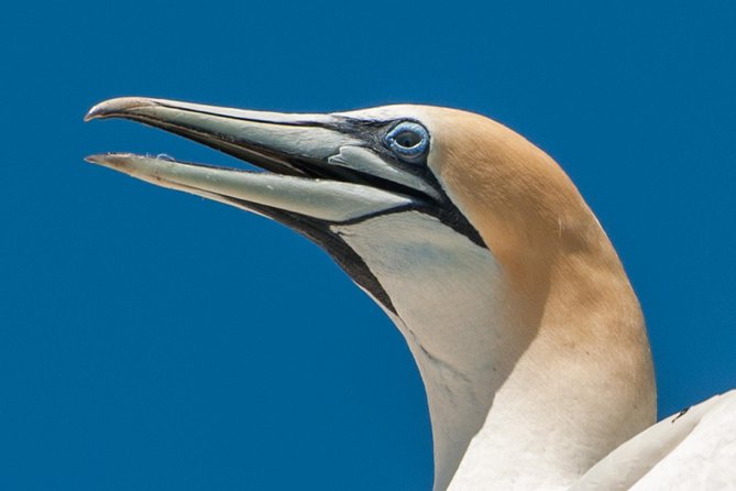 Seal and Dolphin Watching Eco Boat Cruise Mornington Peninsula - Last Words