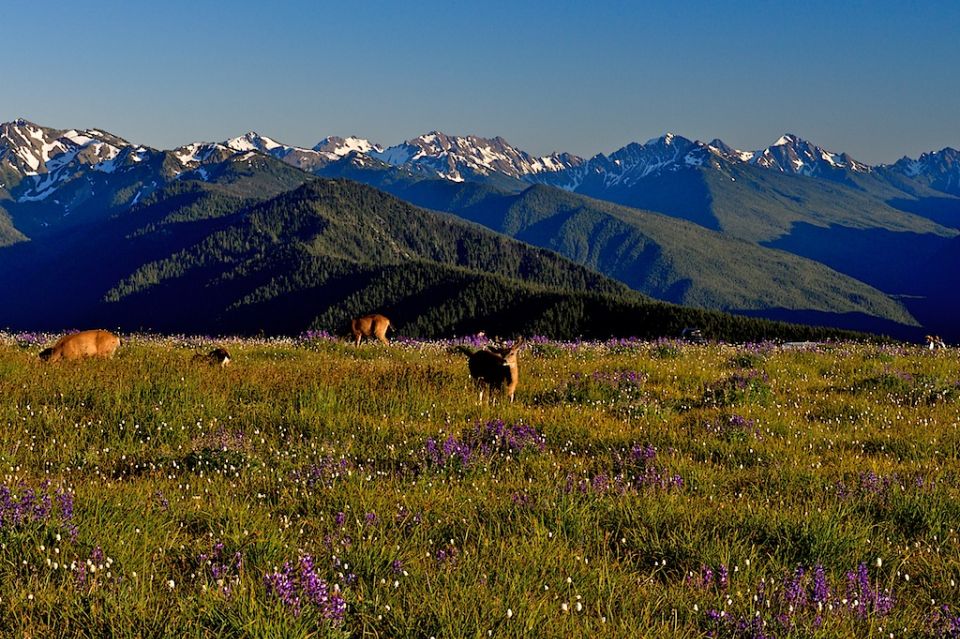 Seattle: Olympic National Park Small-Group Tour - Recommendations for Evergreen Escapes