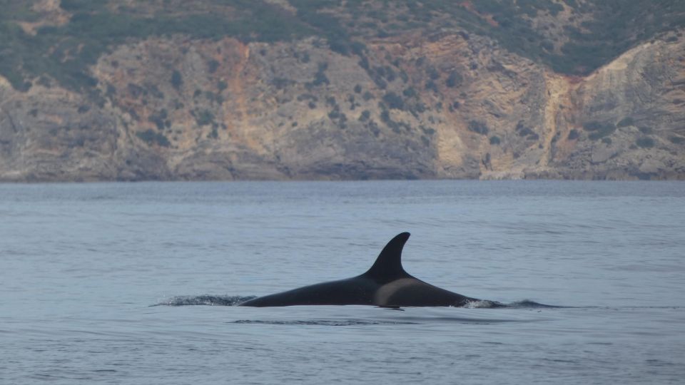 Sesimbra:Private Dolphin Watching Tour Arrábida Natural Park - Directions for Booking