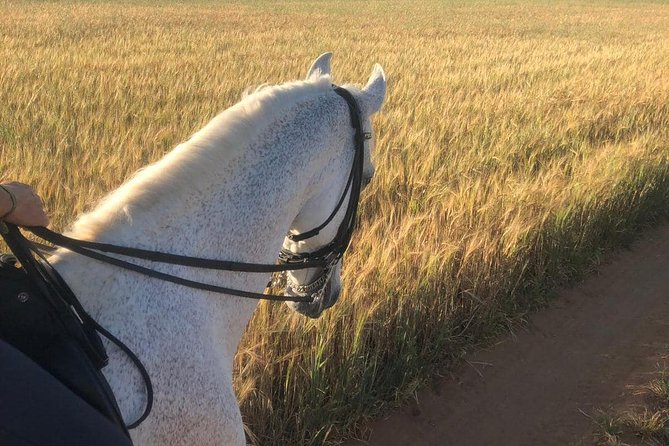 Seville Private Horseback Riding Tour (Mar ) - Customer Satisfaction