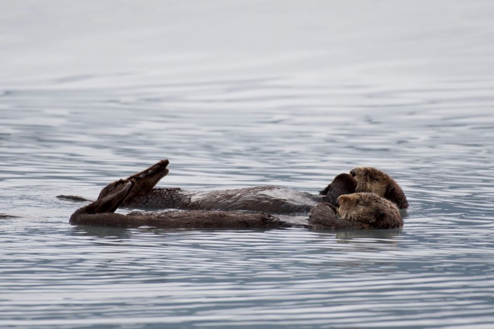 Seward: Resurrection Bay and the Kenai Fjords Orca Cruise - Wildlife Sightings