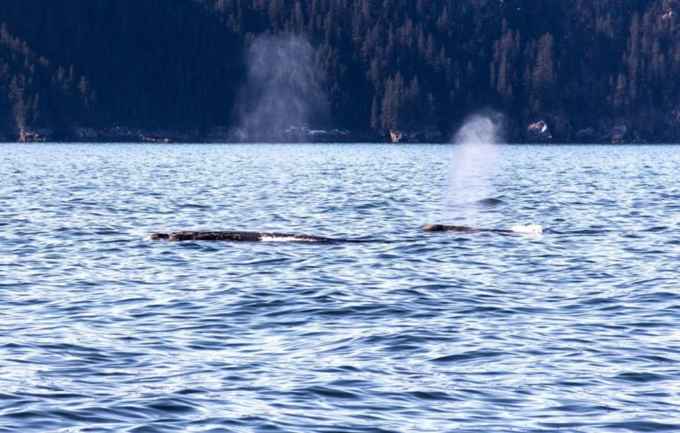 Seward: Spring Wildlife Guided Cruise With Coffee and Tea - Common questions