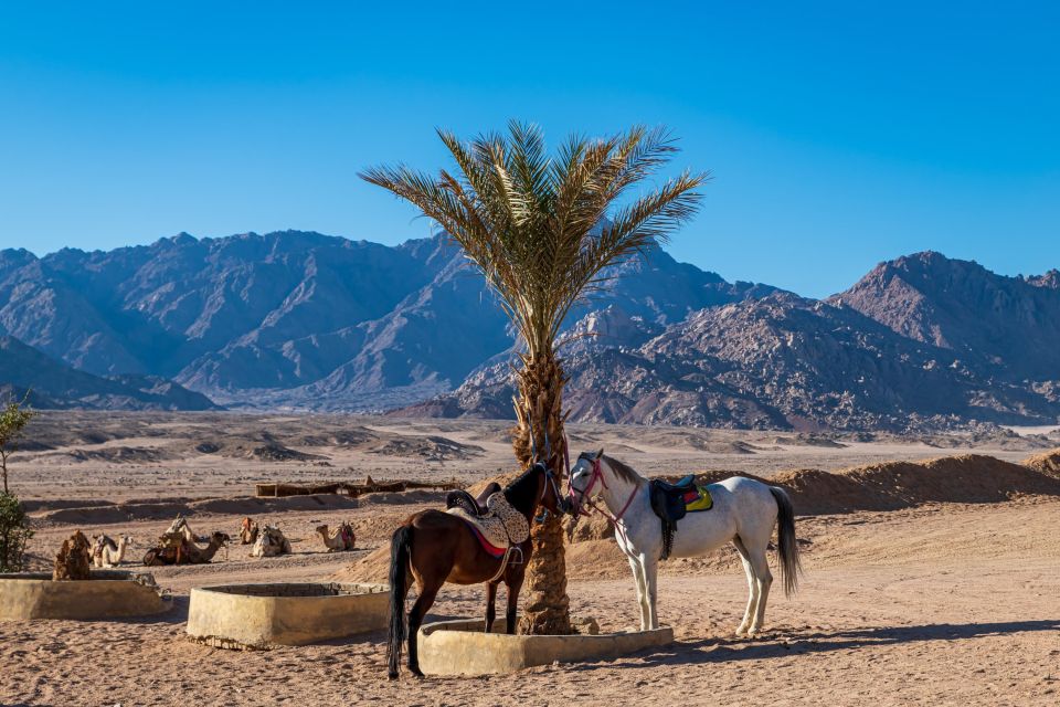 Sharm: Arabian Adventure Horse Ride & Camel Ride W Breakfast - Value for Money