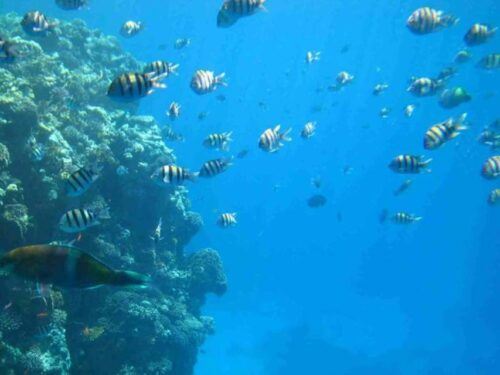 Sharm El-Sheikh: Glass Bottom Boat Coastal Tour - Pickup Inclusions