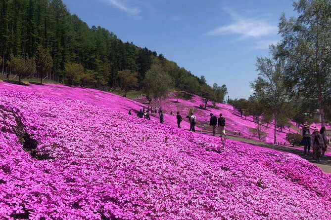 [Shibazakura / Tulip] Going by Private Car, Shibazakura Takinoue Park and Kamiyubetsu Tulip Park - Common questions