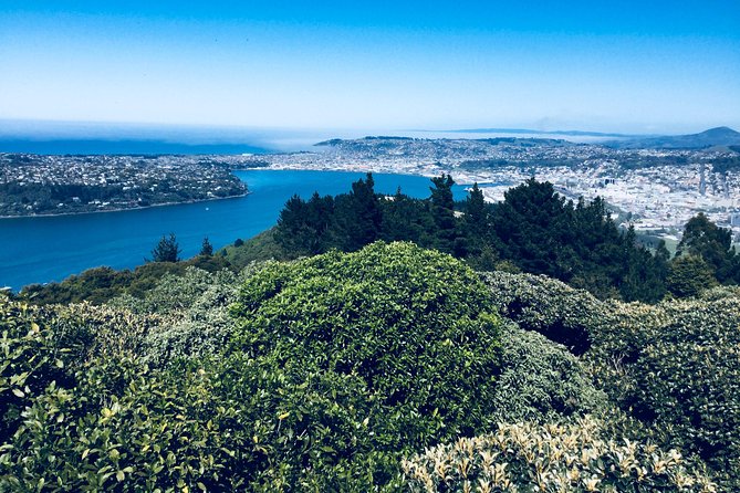 Shore Excursion: Dunedin City, Otago Peninsula, Castle Gardens & Olveston Tour - Last Words