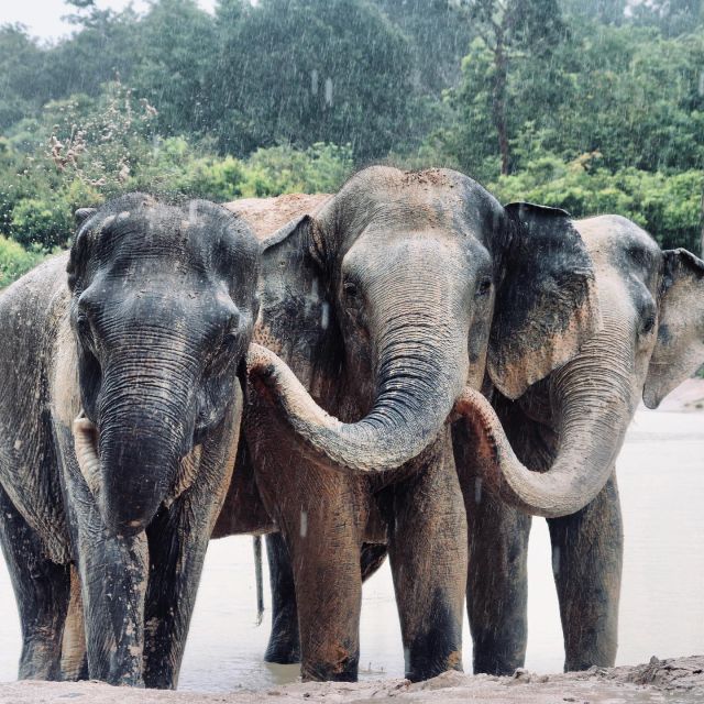 Siem Reap: Kulen Elephant Forest & Tonlesap Lake - Itinerary