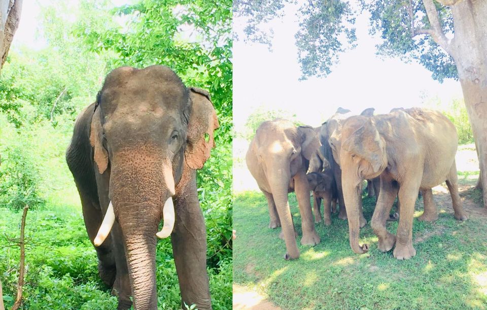 Sigiriya, Dambulla, and Village Safari Day Tour From Negombo - Habarana Village Experience