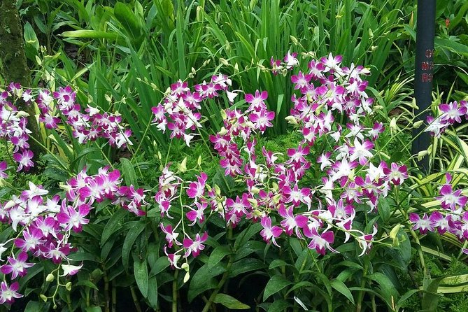 Singapore: National Orchid Garden Admission Ticket - Traveler Resources and Recommendations