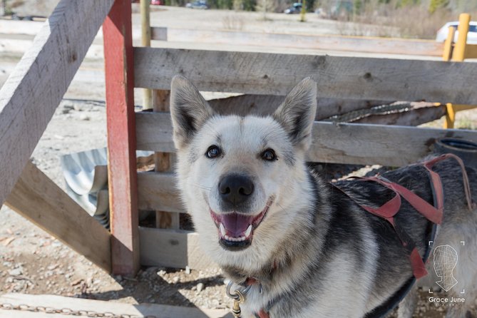 Sled Dog Adventure and Pan for Gold in the Yukon - Gold Panning Experience Feedback