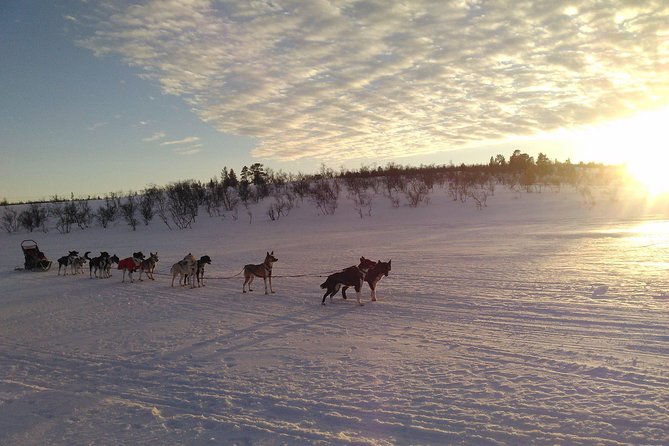 Sled Trip With Husky in the Alta Valley - Last Words