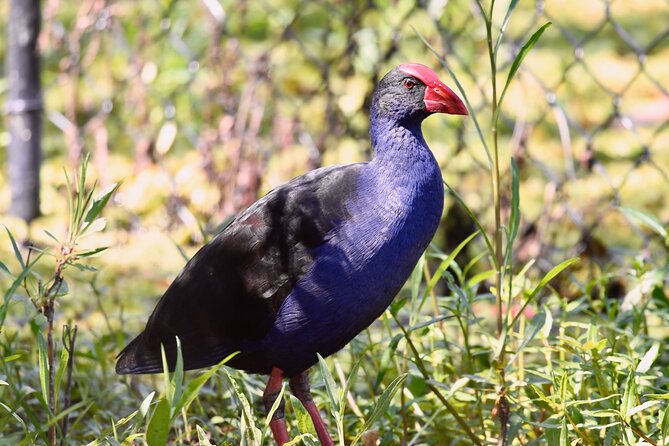 Small-Group Birdwatching Tour, Sydney's Northern Beaches  - New South Wales - Tour Pricing