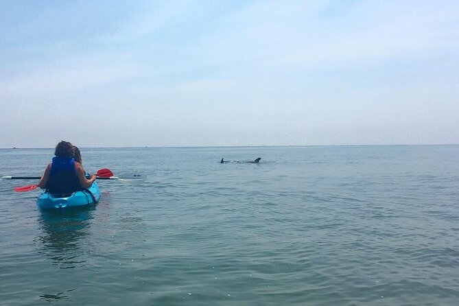 Small Group Dolphin Kayak Eco-Tour - Tour Experience Highlights