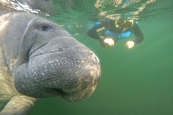Small Group Manatee Swim Tour With In Water Guide - Overall Experience and Memories