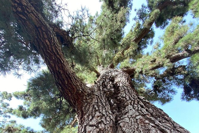 Small Group Teide National Park Volcanic and Forest Wonders - Common questions