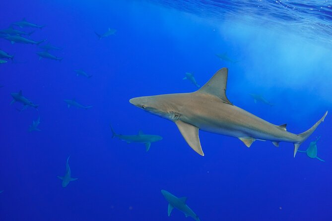 Snorkel and Dive With Sharks in Hawaii With One Ocean Diving - Wheelchair Accessibility and Refund Policy