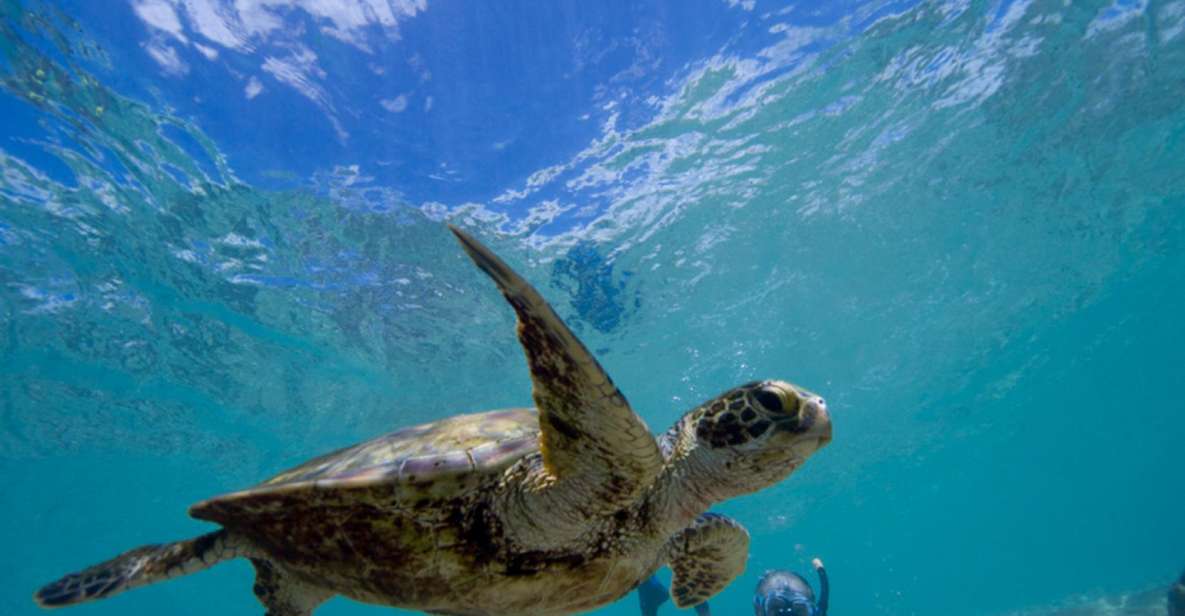 Snorkel and Swim With Sea Turtles - Detailed Destination Information