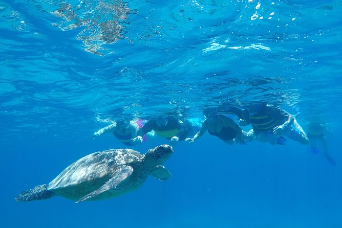 Snorkel & Swim With Turtles! Minutes From Waikiki - Snorkeling Tips and Recommendations