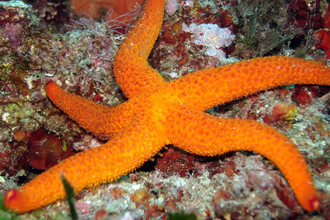 Snorkeling - by Boat on Site in the Bay of Cannes or Estérel - Accessibility and Transportation Information