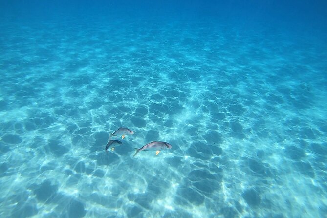 Snorkeling Experience to Discover the Dolphin Inside You! - Memorable Snorkeling Experience
