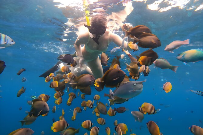 Snorkeling In Nusa Penida Departing From Bali Island - Manta Rays Viewing