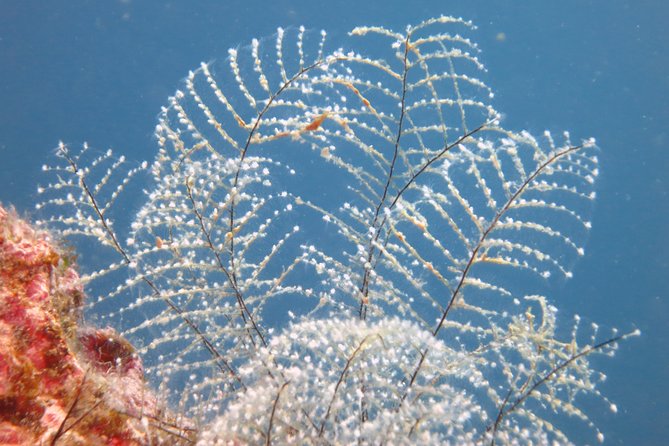 Snorkeling Tour Coast to Coast Taormina & Isola Bella - Last Words