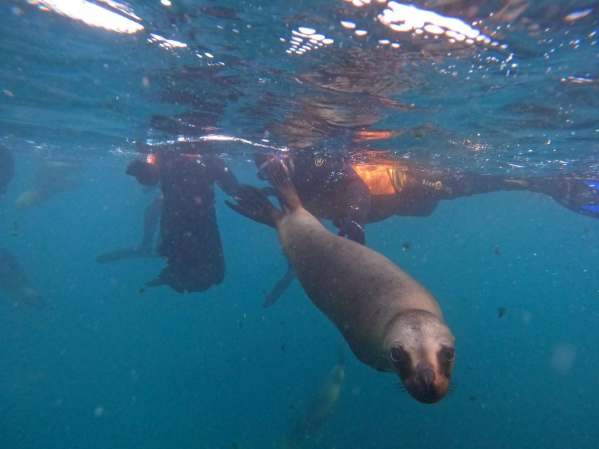 Snorkeling With Sea Lions - Booking Information