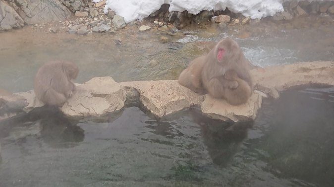 Snow Monkey, Shiga Kogen Roman Museum With Lunch Buffet - Shiga Highlands Museum Visit