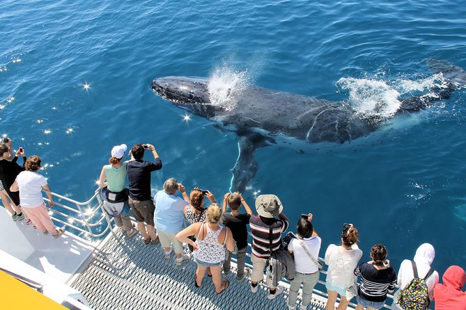 Spirit of Hervey Bay Whale Watching Cruise - Helpful Tips for Whale Watching