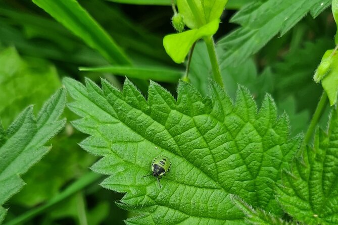 Spring Tonic Foraging Tour - Last Words