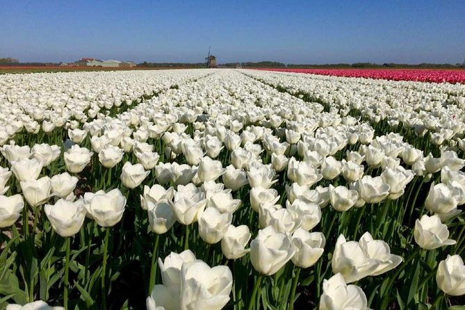 Springtime Private Tour to Keukenhof, Tulip Fields and Windmills - Common questions