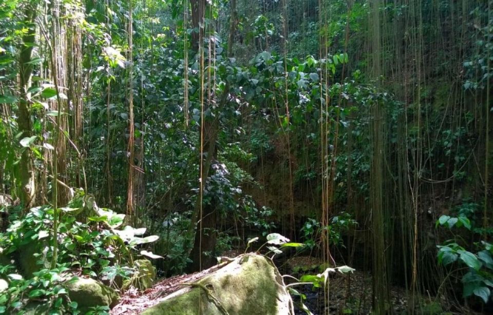 St. Kitts: Rainforest Eco Adventure Guided Hike - Last Words