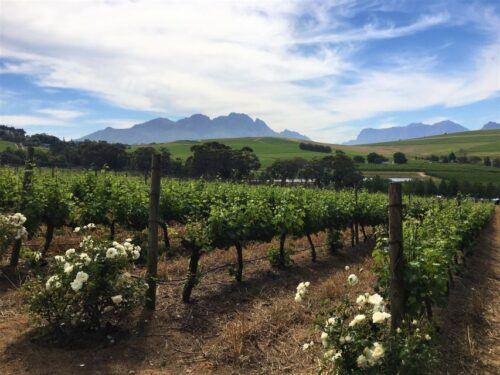 Stellenbosch: Devon Valley Vineyards Bicycle Tour W. Lunch - Booking Flexibility