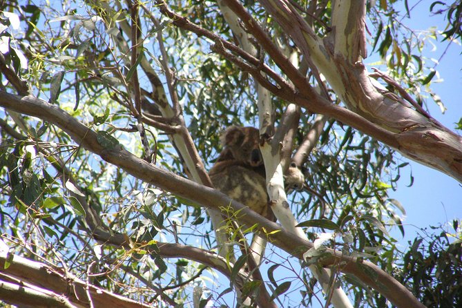 Stradbroke Island 4WD Day Trip From Brisbane - Pricing Details