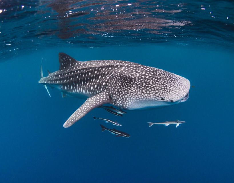 Sumbawa Whale Shark Tour Package - Last Words