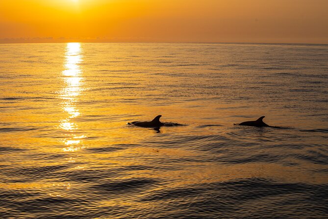 Sunrise Boat Trip in Mallorca With Dolphin-Watching - Last Words