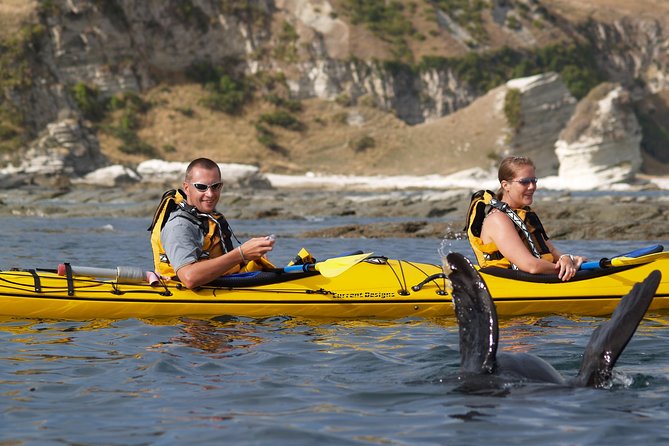 Sunset Evening Kayaking Tour - Kaikoura - Traveler Reviews