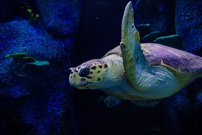 Sydney Attractions Pass: SEA LIFE Aquarium, Sydney Tower Eye, WILD LIFE Zoo and Madame Tussauds - Booking and Redemption Process