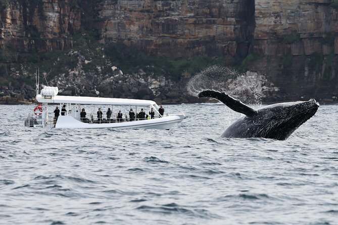 Sydney Whale-Watching by Speed Boat - Return Point and Last Words