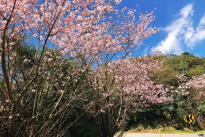 Taipei Cherry Blossom Day Tour - Safety Measures