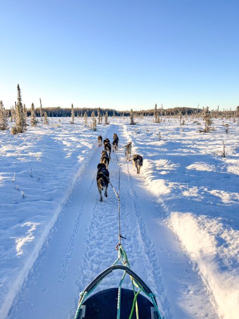 Talkeetna: Winter Dog Sled Tour Morning or Night Mush! - Meeting Point and Directions