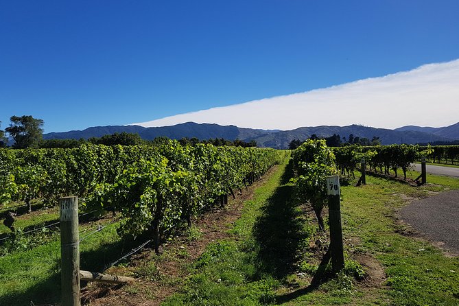 Taste the Valley Wine Tour in Marlborough With Wine Tasting - Admission Information