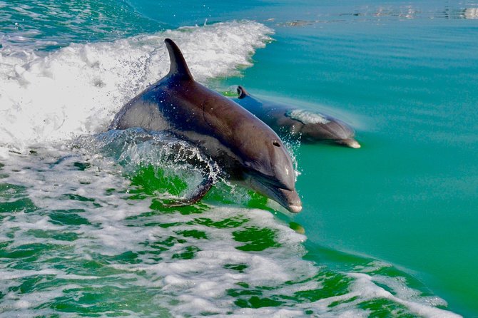 Ten Thousand Islands Boat Tour up to 12 People - Ecological Insights