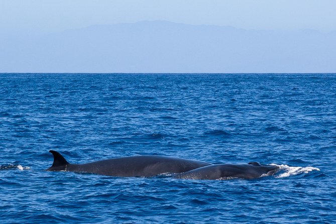 Tenerife Cruise With Snorkeling, Whale Watching (Mar ) - Unique Cruise Atmosphere