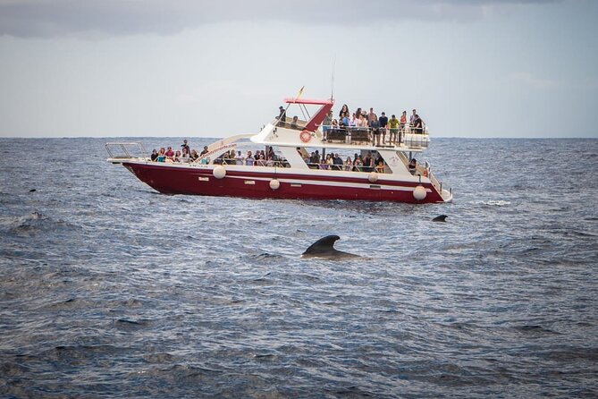 Tenerife Los Cristianos: Whale and Dolphin Eco-Yacht and Swim Stop - Last Words